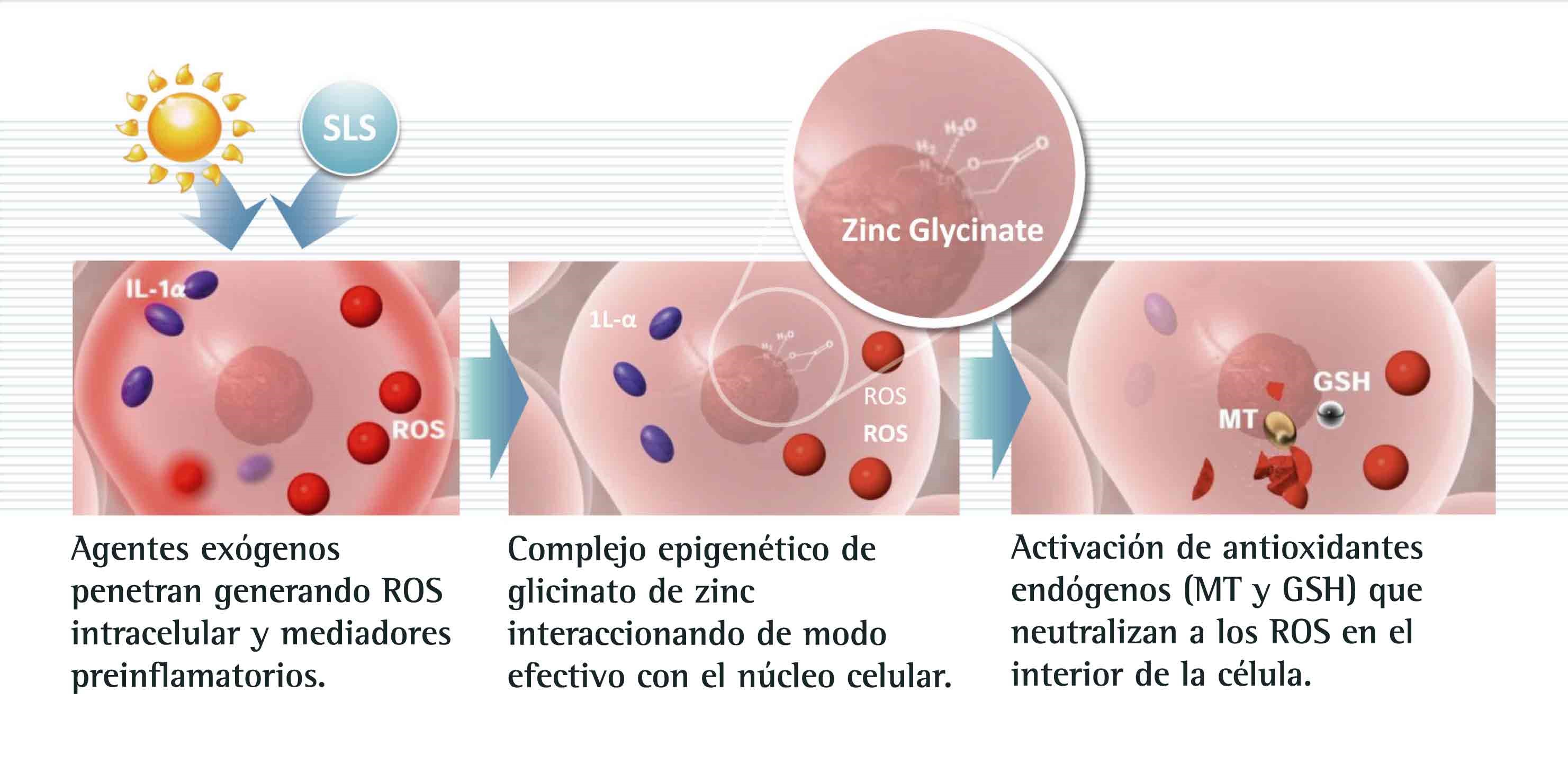 Mecanismo de acción del glicinato de